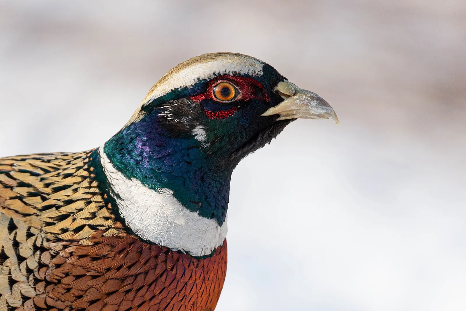Photo de faisan commun (Phasianus colchicus) — gibier à plume de chasse, GIBIS dans le Doubs