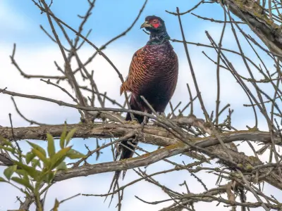 Faisan commun (Phasianus colchicus) — lâcher de repeuplement, élevage GIBIS dans l' Oise
