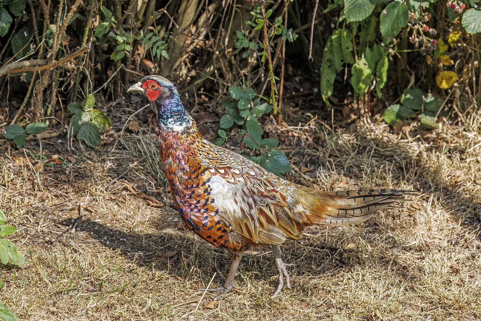 Photo de faisan commun (Phasianus colchicus) — gibier à plume de chasse, GIBIS en Haute-Saône