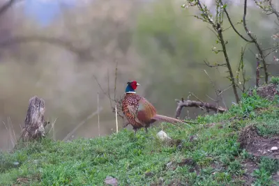 Faisan commun (Phasianus colchicus) — lâcher de repeuplement, élevage GIBIS dans l' Ain