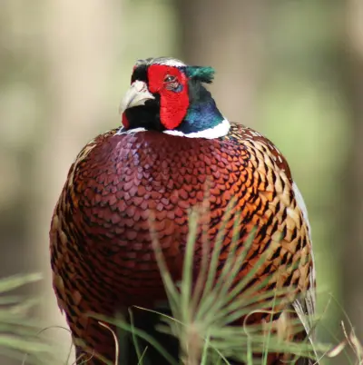 Faisan commun vivant pour ACCA et sociétés de chasse dans l' Indre — Phasianus colchicus