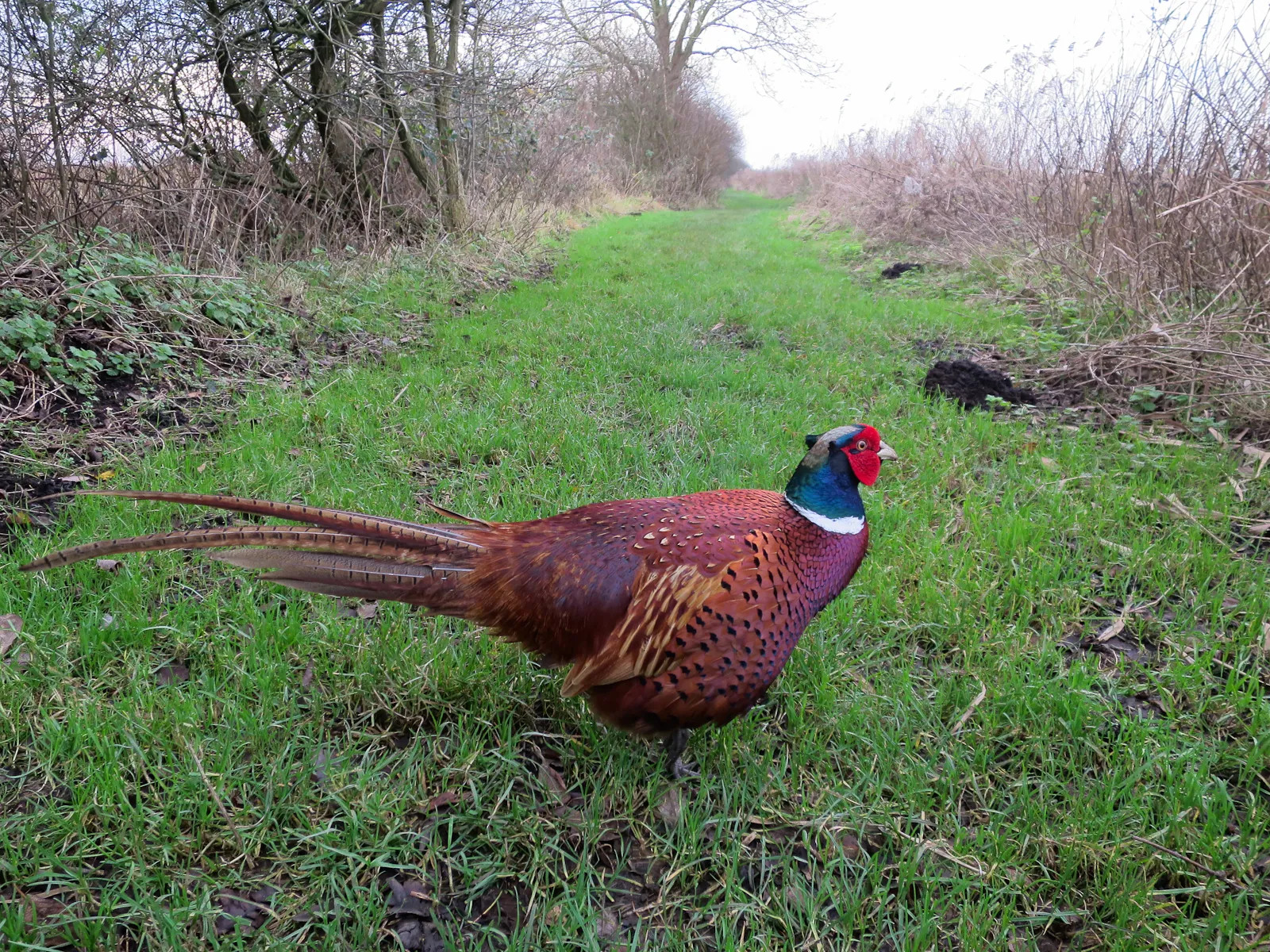 Photo de faisan commun (Phasianus colchicus) — gibier à plume de chasse, GIBIS dans l' Yonne