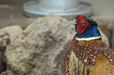 Photo de faisan commun (Phasianus colchicus) — gibier à plume de chasse, GIBIS dans le Rhône