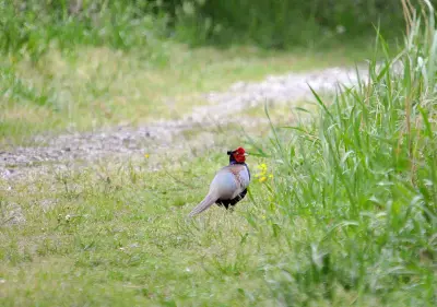 Faisan commun vivant pour ACCA et sociétés de chasse dans la Vienne — Phasianus colchicus
