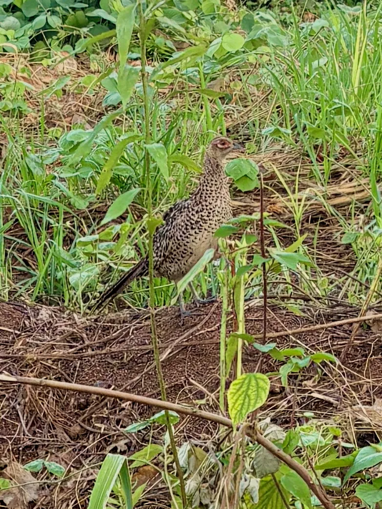 Photo de faisan commun (Phasianus colchicus) — gibier à plume de chasse, GIBIS dans l' Aisne