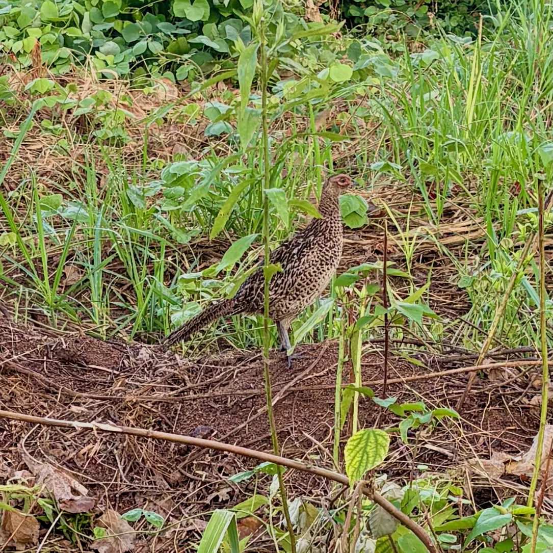 Photo de faisan commun (Phasianus colchicus) — gibier à plume de chasse, GIBIS dans l' Essonne