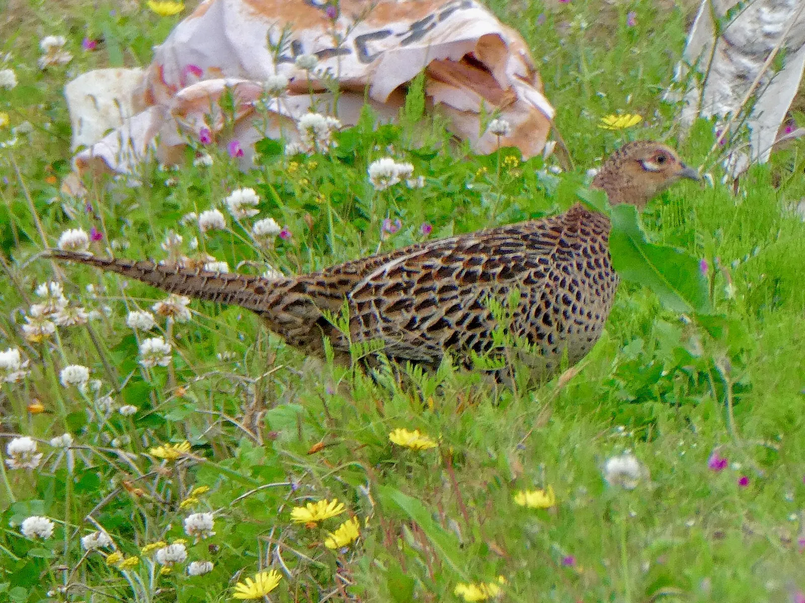 Photo de faisan commun (Phasianus colchicus) — gibier à plume de chasse, GIBIS dans le Val-d'Oise