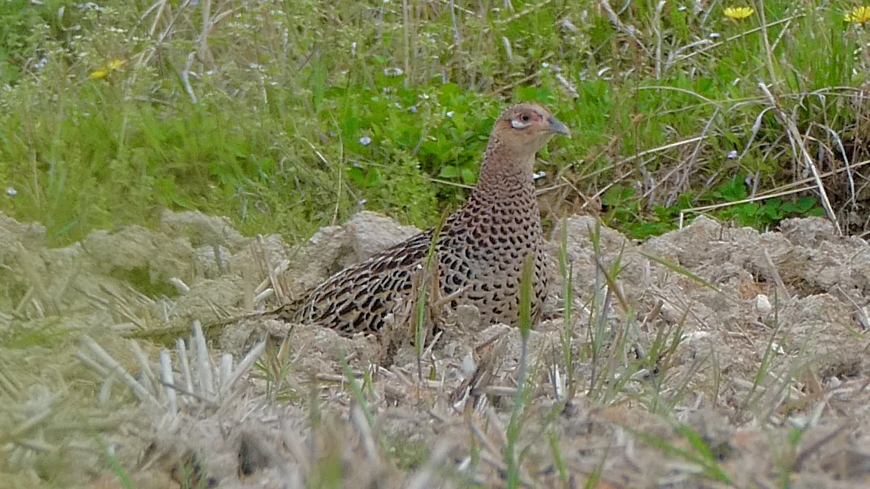 Faisan commun (Phasianus colchicus), gibier à plume de repeuplement — élevage GIBIS, livraison en Haute-Marne