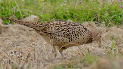 Faisan commun vivant pour ACCA et sociétés de chasse dans le Nord — Phasianus colchicus
