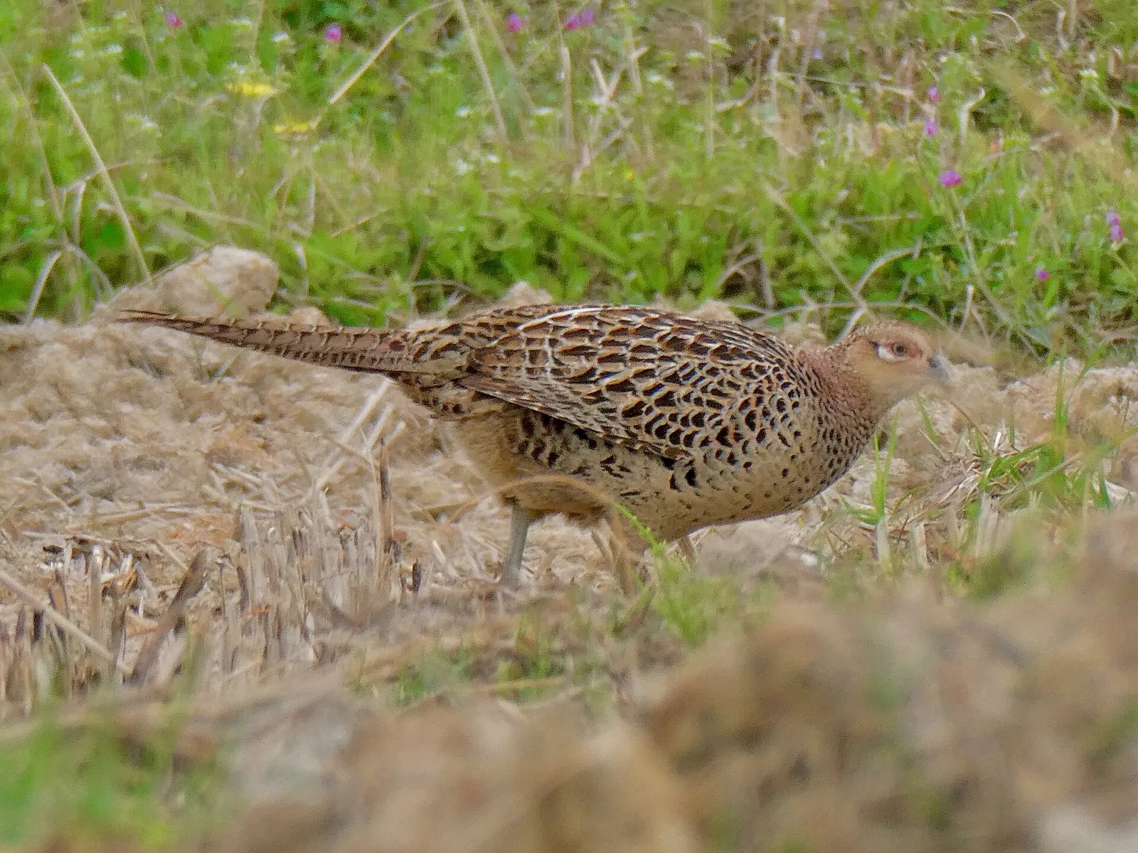 Faisan commun (Phasianus colchicus), gibier à plume de repeuplement — élevage GIBIS, livraison en Meurthe-et-Moselle