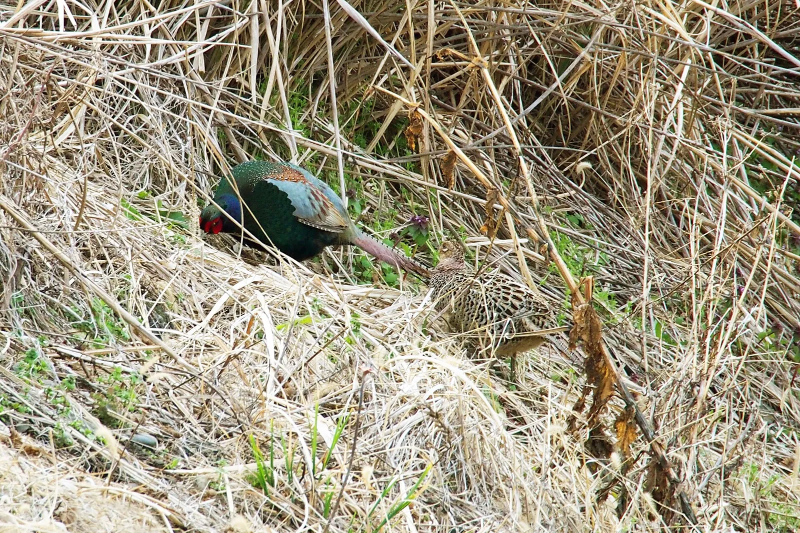 Photo de faisan commun (Phasianus colchicus) — gibier à plume de chasse, GIBIS dans les Côtes-d'Armor