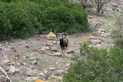 Mouflon méditerranéen élevé pour le repeuplement — Ovis gmelini musimon — GIBIS livre les ACCA en Isère