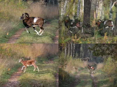 Photo de mouflon méditerranéen (Ovis gmelini musimon) — gibier à poil de chasse, GIBIS dans le Doubs
