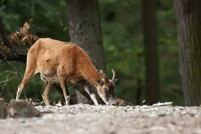 Mouflon méditerranéen (Ovis gmelini musimon) — lâcher de repeuplement, élevage GIBIS dans l' Indre