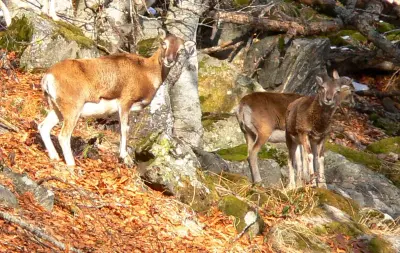 Mouflon méditerranéen de repeuplement, souche rustique — GIBIS livré dans le Rhône