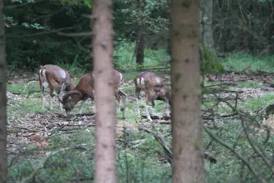 Photo de mouflon méditerranéen (Ovis gmelini musimon) — gibier à poil de chasse, GIBIS dans le Gers