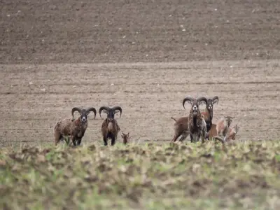 Photo de mouflon méditerranéen (Ovis gmelini musimon) — gibier à poil de chasse, GIBIS dans la Manche