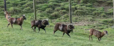 Mouflon méditerranéen vivant pour ACCA et sociétés de chasse dans le Tarn — Ovis gmelini musimon