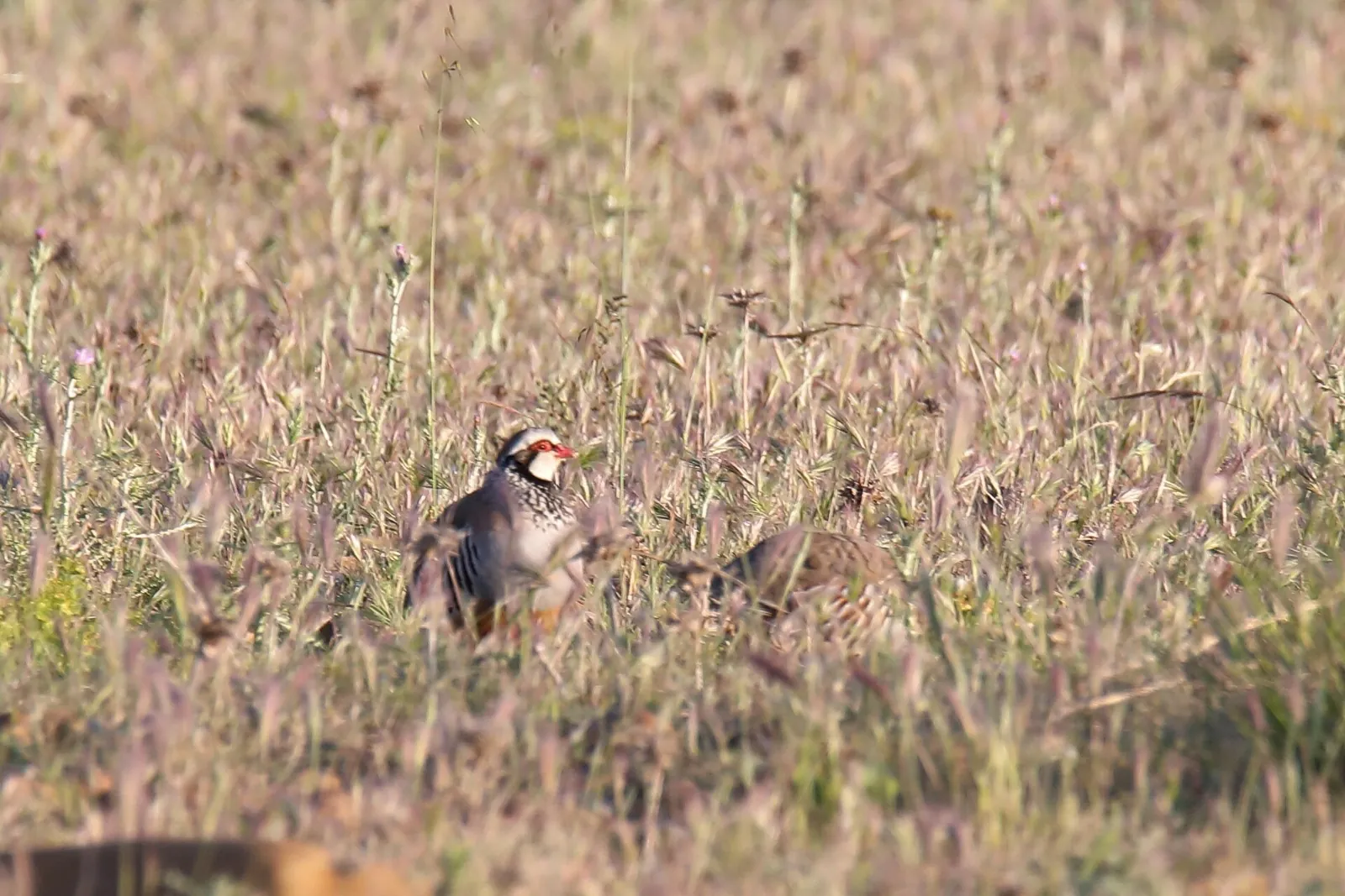 Photo de perdrix rouge ou grise (Alectoris rufa / Perdix perdix) — gibier à plume de chasse, GIBIS dans la Drôme