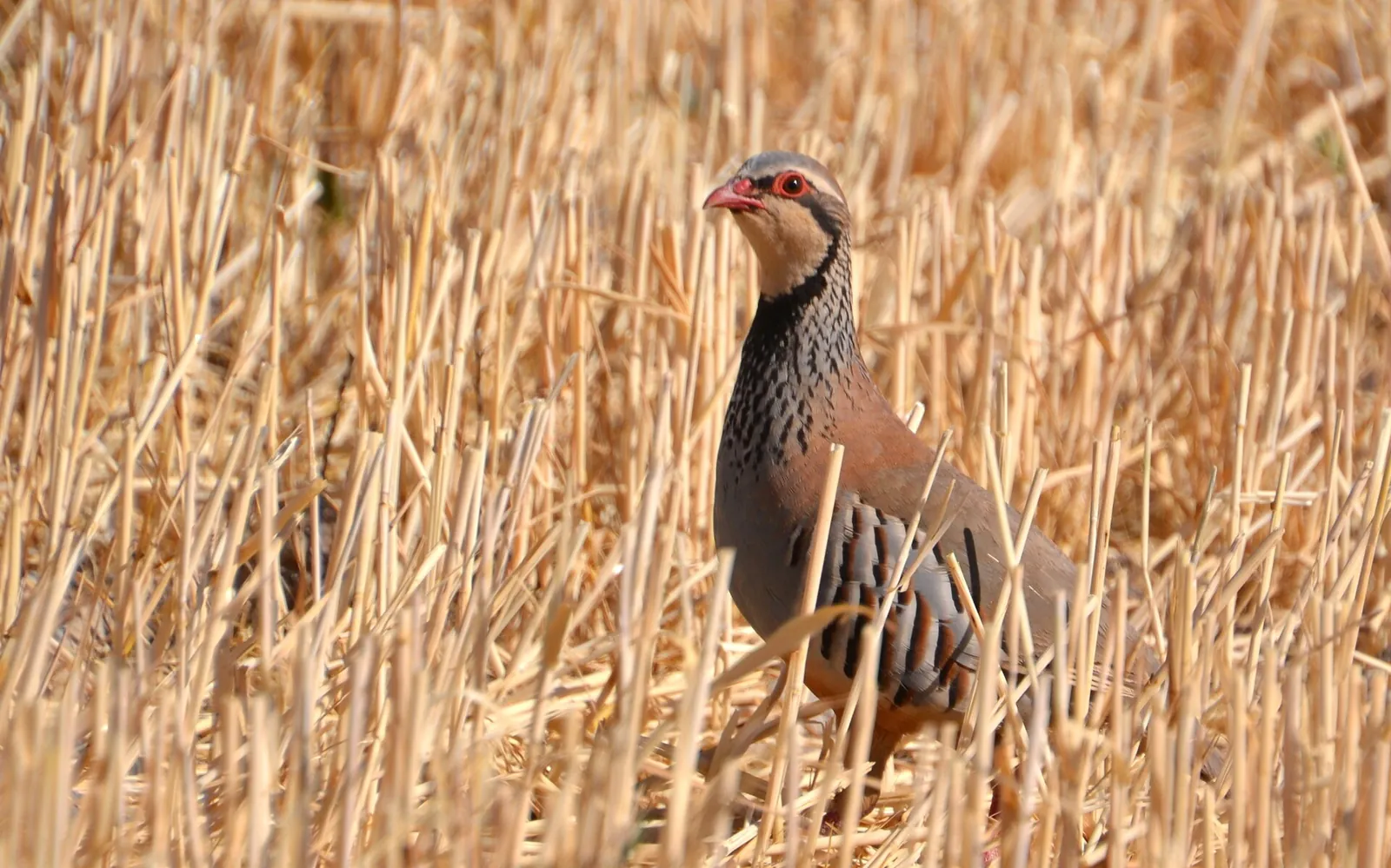 Photo de perdrix rouge ou grise (Alectoris rufa / Perdix perdix) — gibier à plume de chasse, GIBIS dans l' Eure