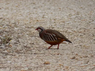 Perdrix rouge ou grise (Alectoris rufa / Perdix perdix), gibier à plume de repeuplement — élevage GIBIS, livraison dans le Vaucluse