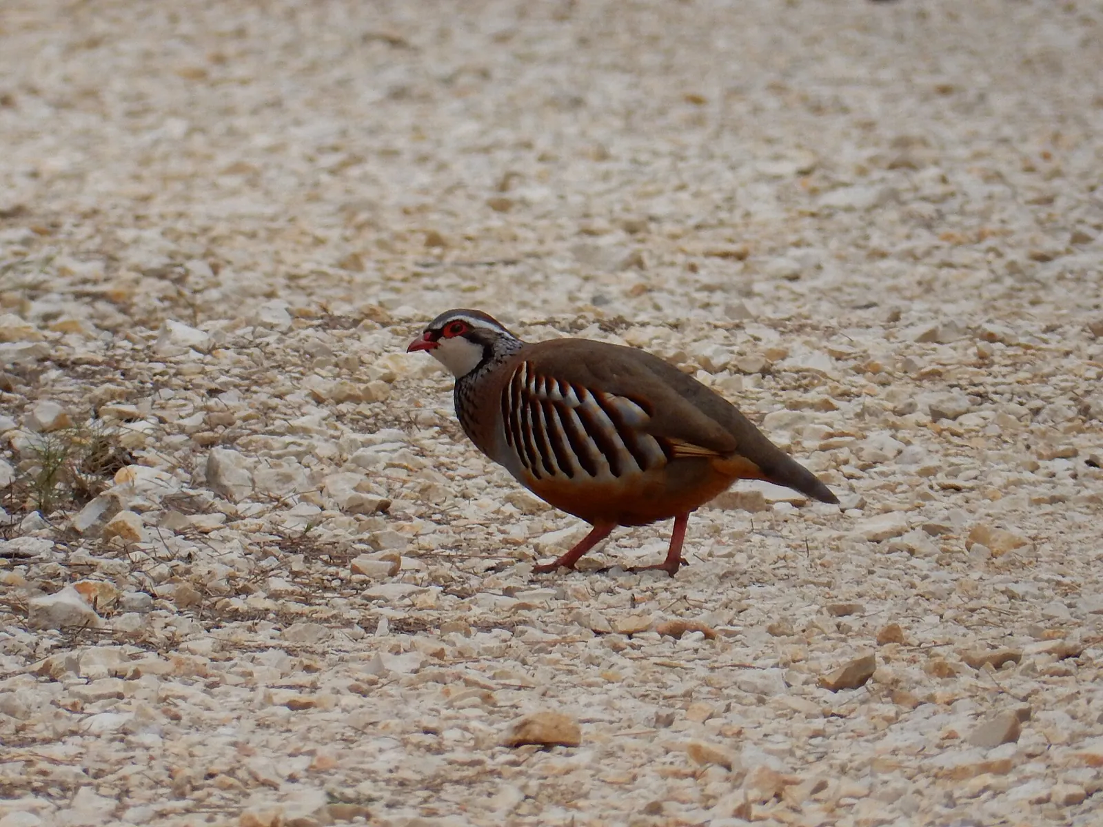 Photo de perdrix rouge ou grise (Alectoris rufa / Perdix perdix) — gibier à plume de chasse, GIBIS dans l' Hérault