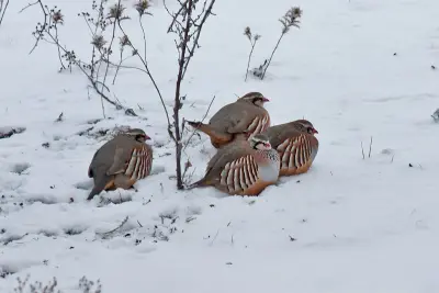 Perdrix rouge ou grise (Alectoris rufa / Perdix perdix) — lâcher de repeuplement, élevage GIBIS en Haute-Loire