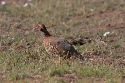 Perdrix rouge ou grise (Alectoris rufa / Perdix perdix), gibier à plume de repeuplement — élevage GIBIS, livraison dans le Cantal