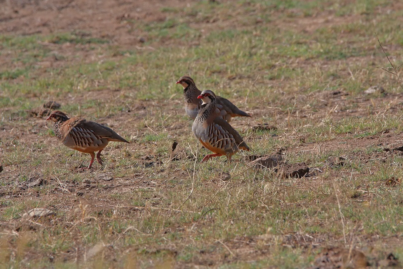 Photo de perdrix rouge ou grise (Alectoris rufa / Perdix perdix) — gibier à plume de chasse, GIBIS dans le Rhône