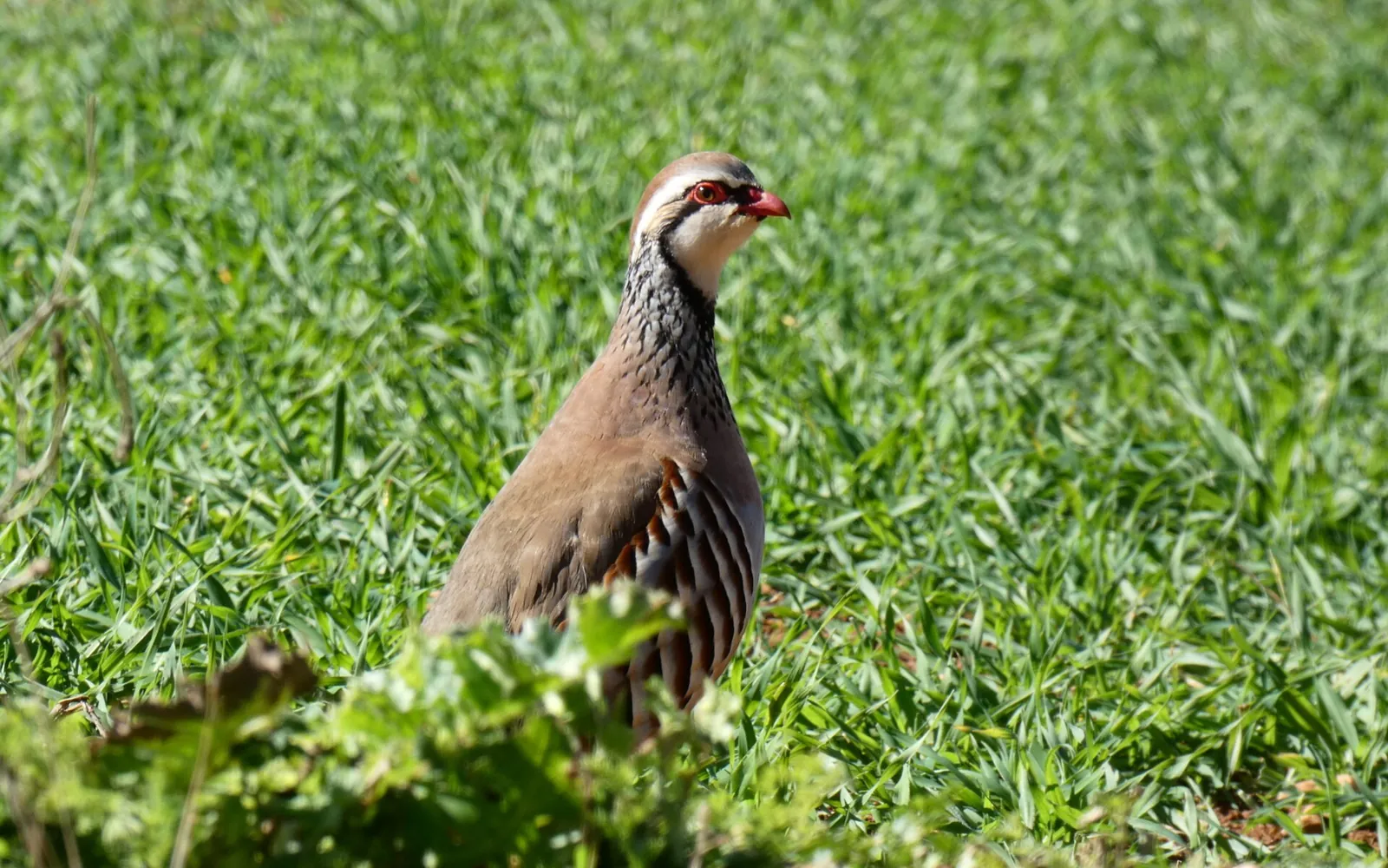 Perdrix rouge ou grise (Alectoris rufa / Perdix perdix), gibier à plume de repeuplement — élevage GIBIS, livraison dans la Manche