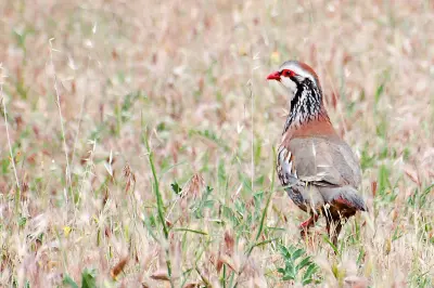 Perdrix rouge ou grise (Alectoris rufa / Perdix perdix) — lâcher de repeuplement, élevage GIBIS en Ariège