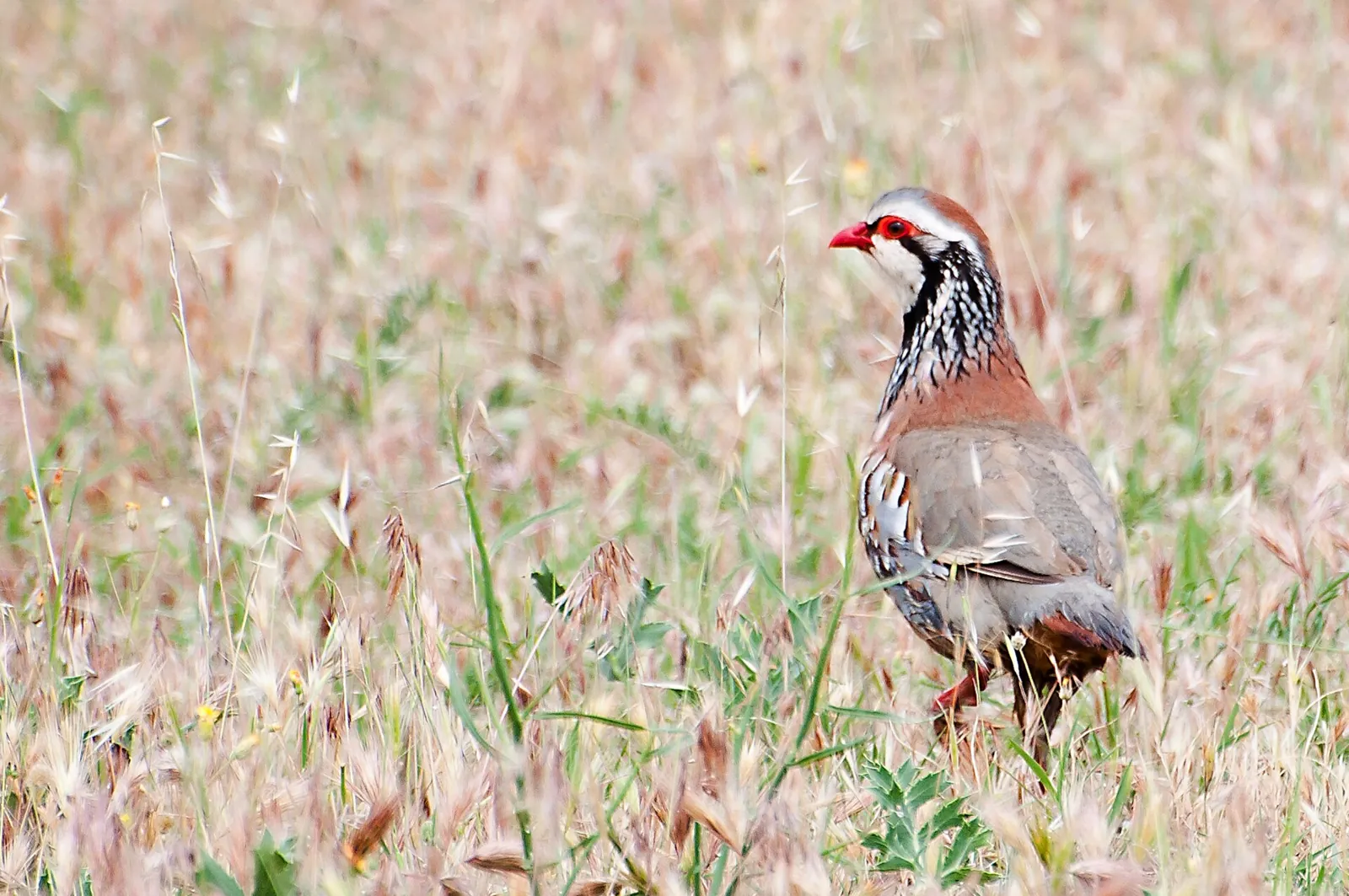 Photo de perdrix rouge ou grise (Alectoris rufa / Perdix perdix) — gibier à plume de chasse, GIBIS dans le Tarn