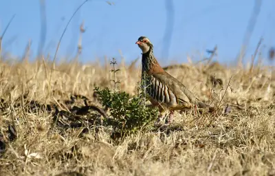 Perdrix rouge ou grise élevé pour le repeuplement — Alectoris rufa / Perdix perdix — GIBIS livre les ACCA dans l' Yonne