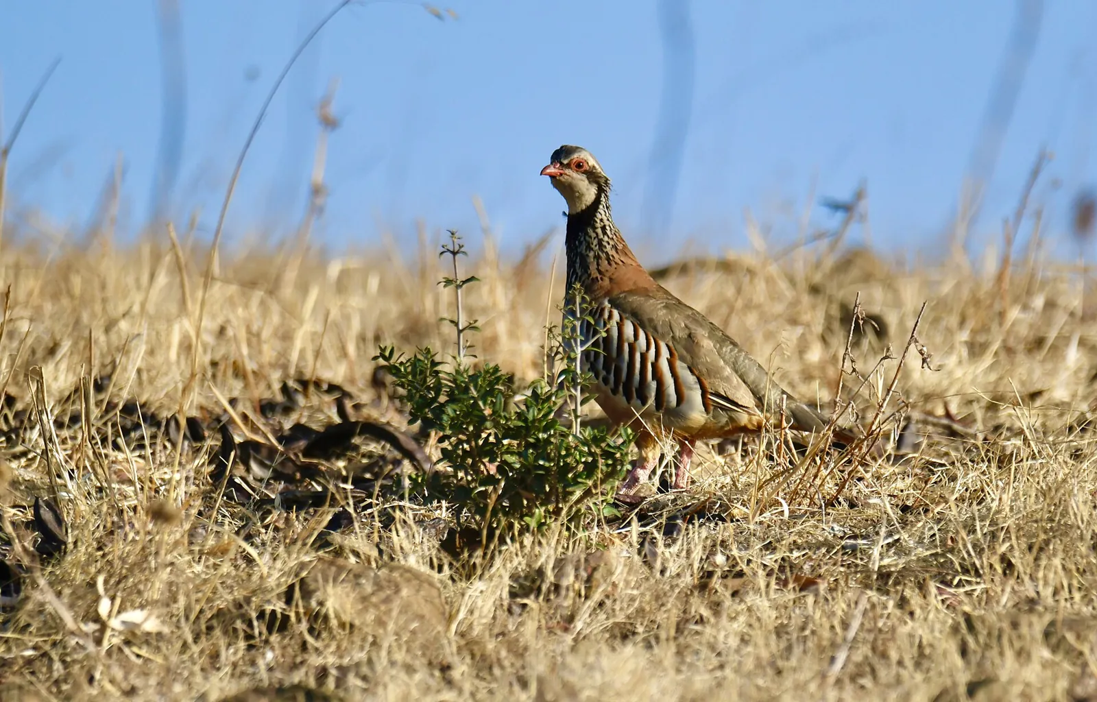 Perdrix rouge ou grise (Alectoris rufa / Perdix perdix), gibier à plume de repeuplement — élevage GIBIS, livraison dans le Val-d'Oise