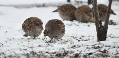 Perdrix rouge ou grise (Alectoris rufa / Perdix perdix) — lâcher de repeuplement, élevage GIBIS en Corrèze