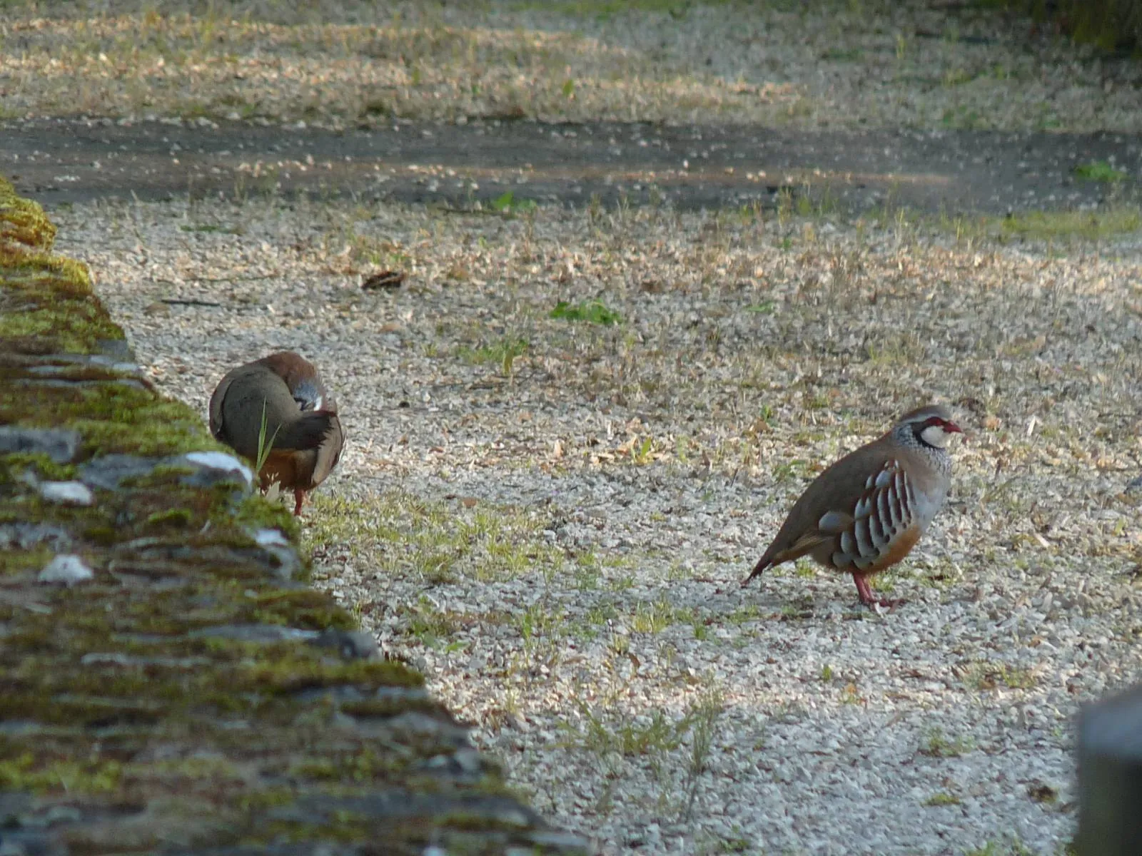 Perdrix rouge ou grise (Alectoris rufa / Perdix perdix), gibier à plume de repeuplement — élevage GIBIS, livraison dans l' Eure