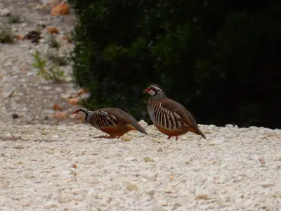 Perdrix rouge ou grise (Alectoris rufa / Perdix perdix), gibier à plume de repeuplement — élevage GIBIS, livraison en Haute-Marne