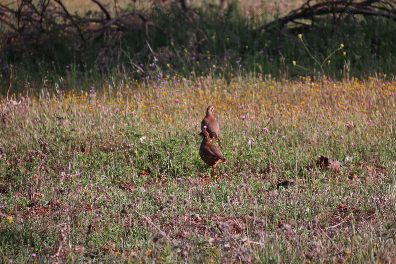 Perdrix rouge ou grise (Alectoris rufa / Perdix perdix), gibier à plume de repeuplement — élevage GIBIS, livraison dans le Rhône