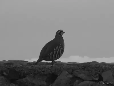 Perdrix rouge ou grise élevé pour le repeuplement — Alectoris rufa / Perdix perdix — GIBIS livre les ACCA dans la Loire