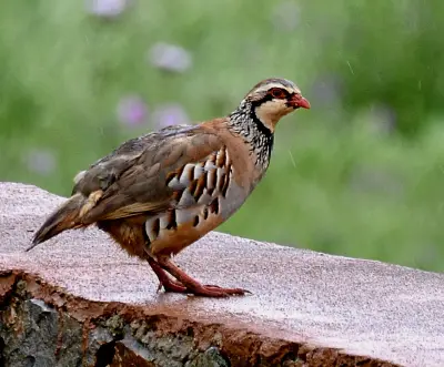Perdrix rouge ou grise vivant pour ACCA et sociétés de chasse en Lozère — Alectoris rufa / Perdix perdix