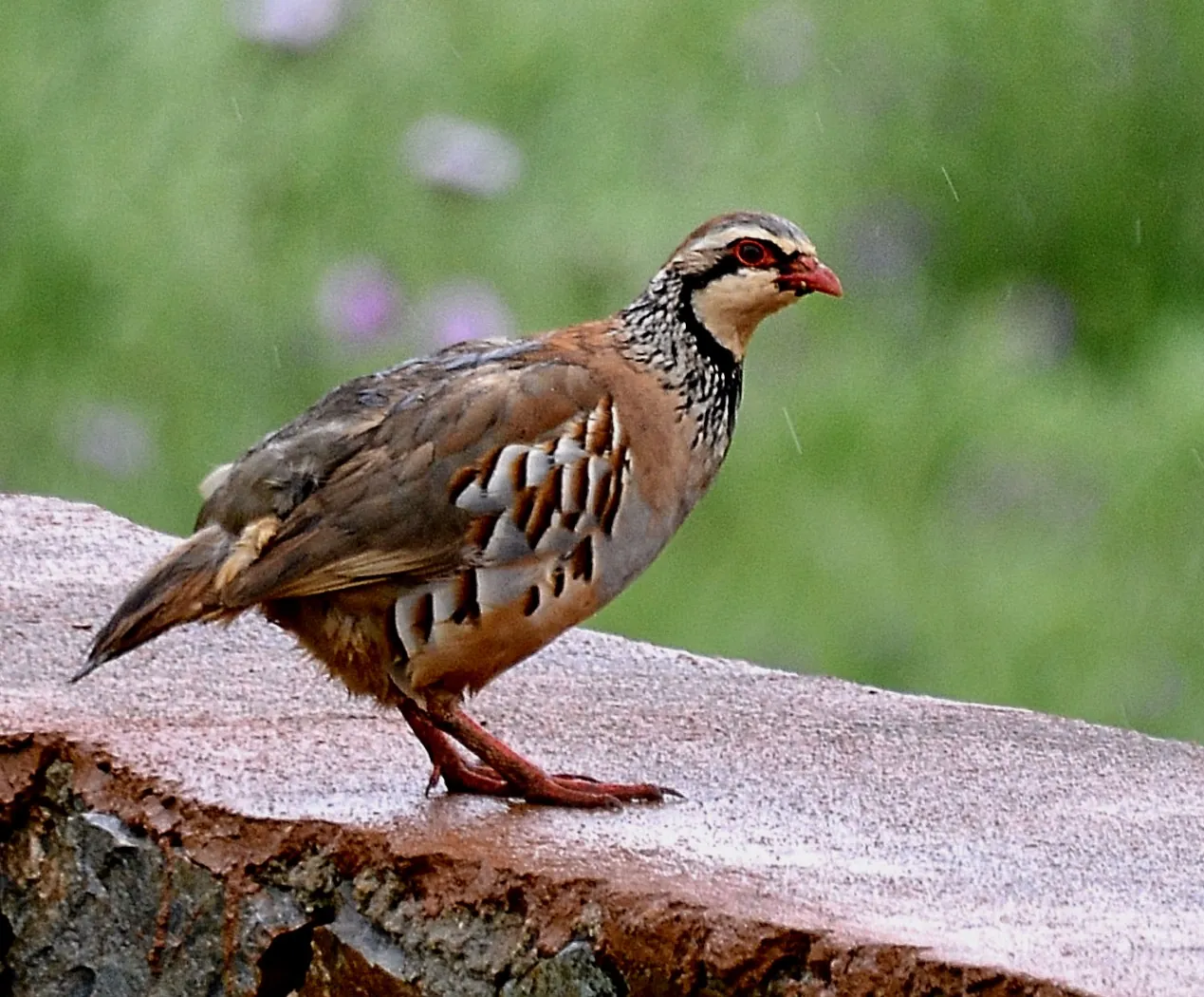 Perdrix rouge ou grise (Alectoris rufa / Perdix perdix), gibier à plume de repeuplement — élevage GIBIS, livraison en Gironde