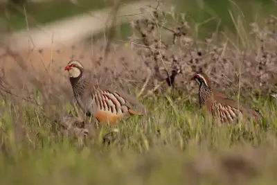 Perdrix rouge ou grise (Alectoris rufa / Perdix perdix), gibier à plume de repeuplement — élevage GIBIS, livraison dans la Manche
