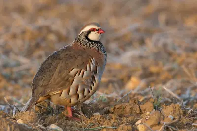 Perdrix rouge ou grise élevé pour le repeuplement — Alectoris rufa / Perdix perdix — GIBIS livre les ACCA dans le Cher