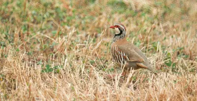 Perdrix rouge ou grise (Alectoris rufa / Perdix perdix), gibier à plume de repeuplement — élevage GIBIS, livraison dans l' Aisne