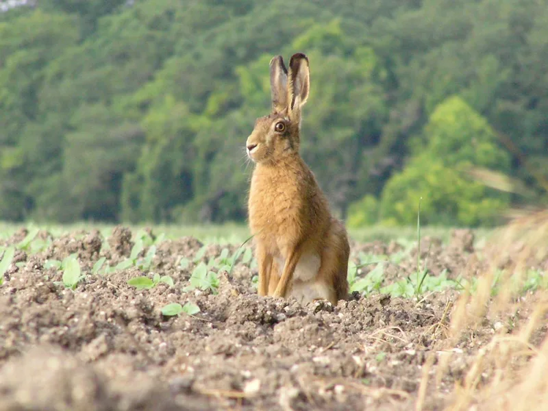 Lièvre d'Europe (Lepus europaeus) — lièvre sauvage de France proposé par GIBIS